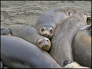 Elephant Seals, Piedras Blancas rookery