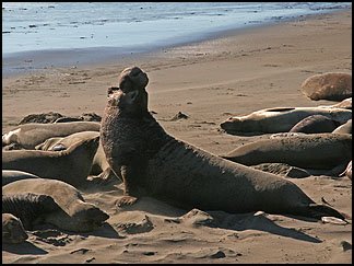 Elephant Seals, Piedras Blancas rookeryAt Clautiere Vineyard