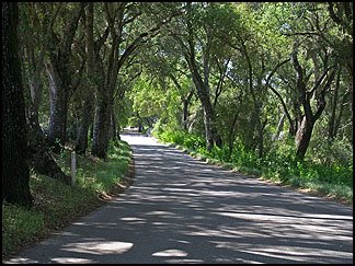 Oak Canopy, Adelaida Road