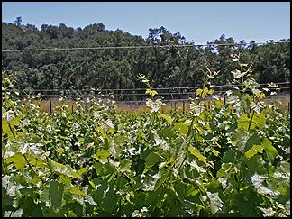 Syrah vines, Tablas Creek Vineyard